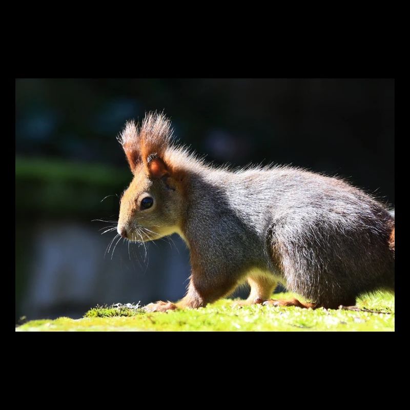 Eichhörnchen, Isibat