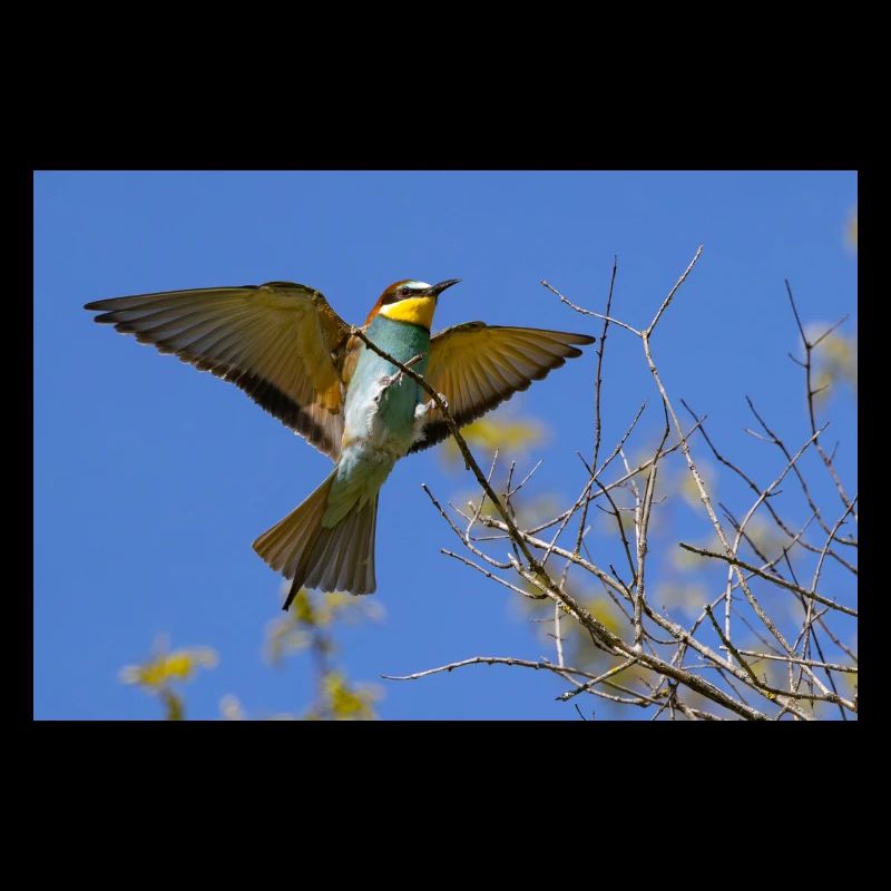 Bee-eater