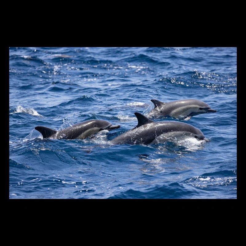 Dauphins