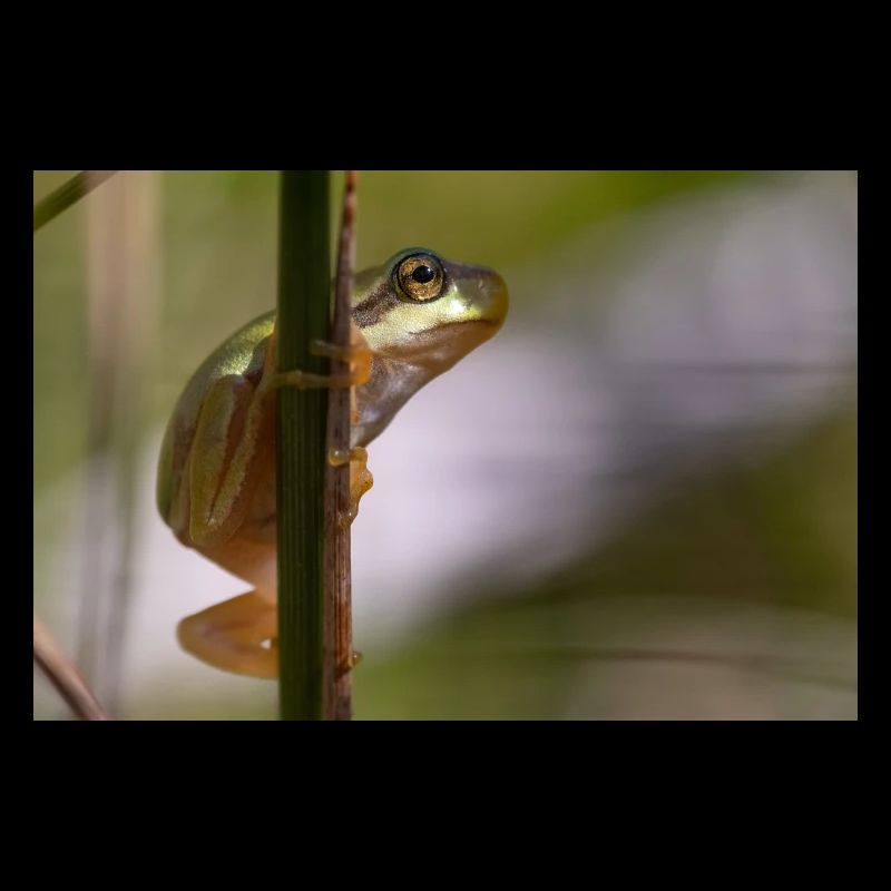Tree frog