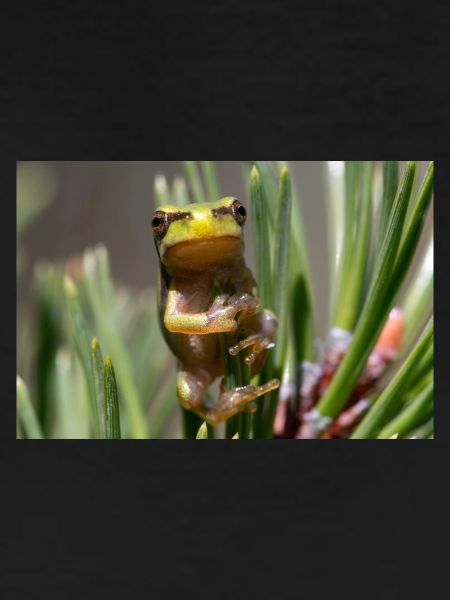 Tree frog