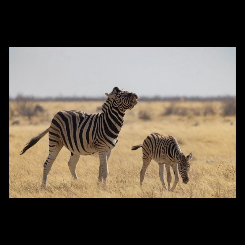 Zebras