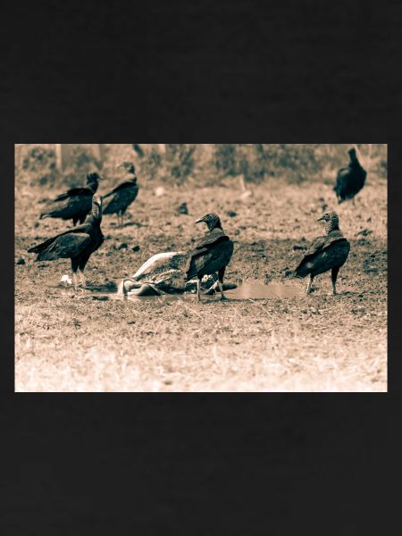 Vultures