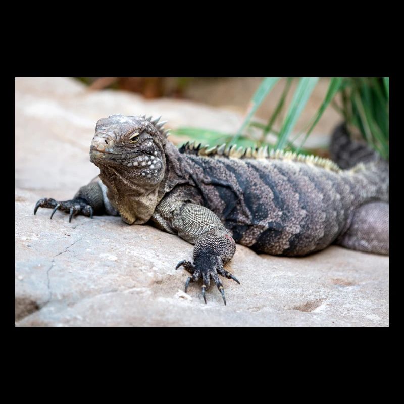 Iguane de roche de Cuba aussi iguane terrestre de Cuba
