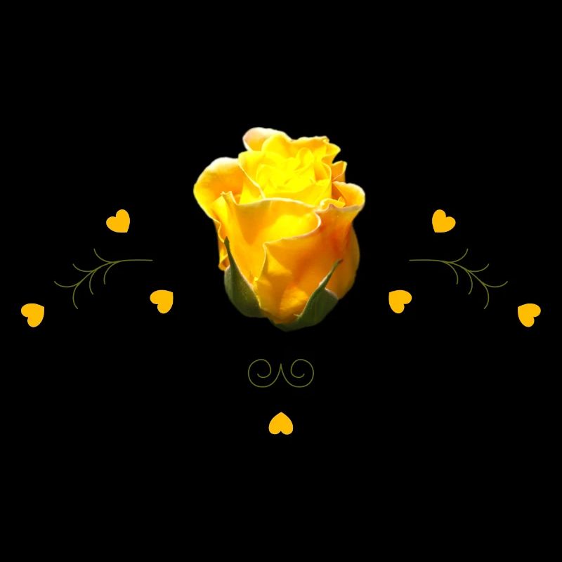 Roses Rose jaune