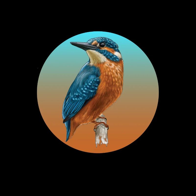 Vögel Eisvogel Vogel