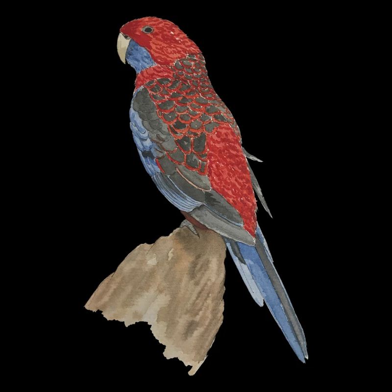 red blue parrot pennant parakeet