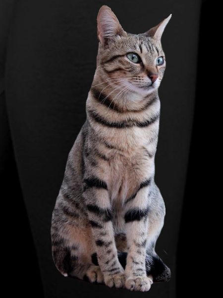 Chat