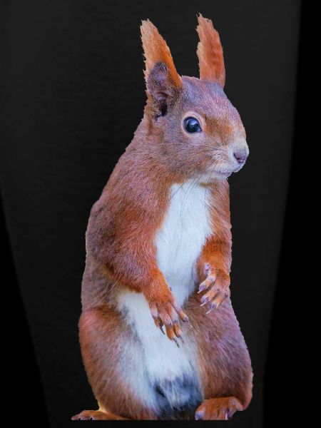 Eichhönchen