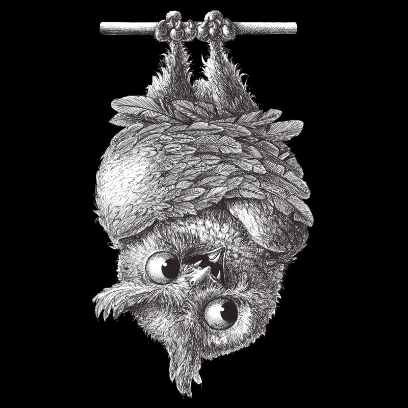 Vampir Eule - Dracula Eule