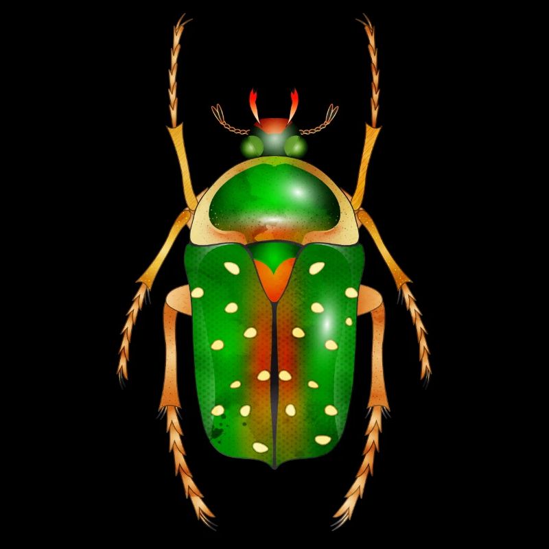 Stephanorrhina guttata-beautiful insect