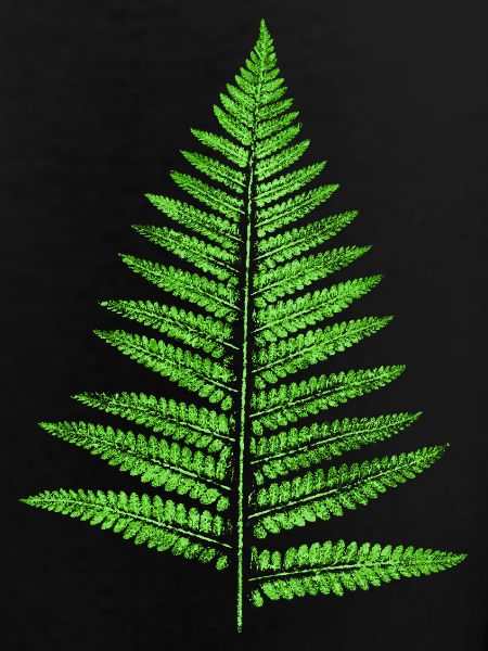 Leaf Fern - Botany Plants