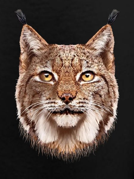 lynx