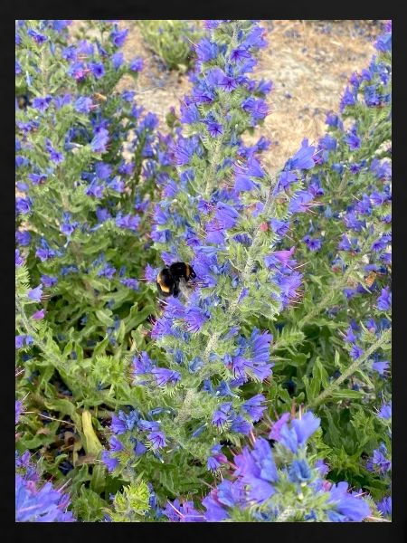 Lilac Blossoms Bee-Friendly Pattern