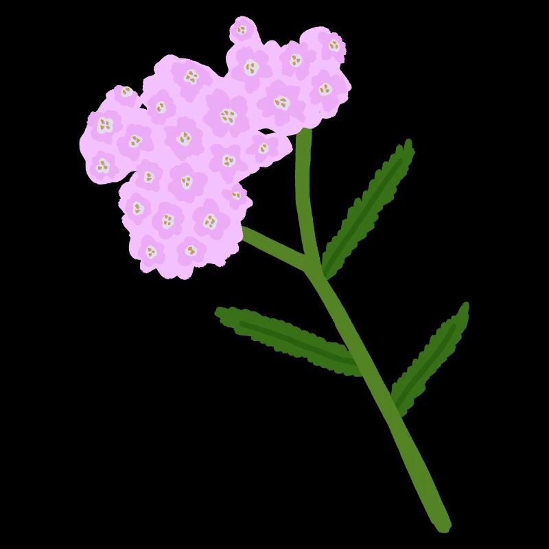 Grappe de fleurs d’achillée pastel