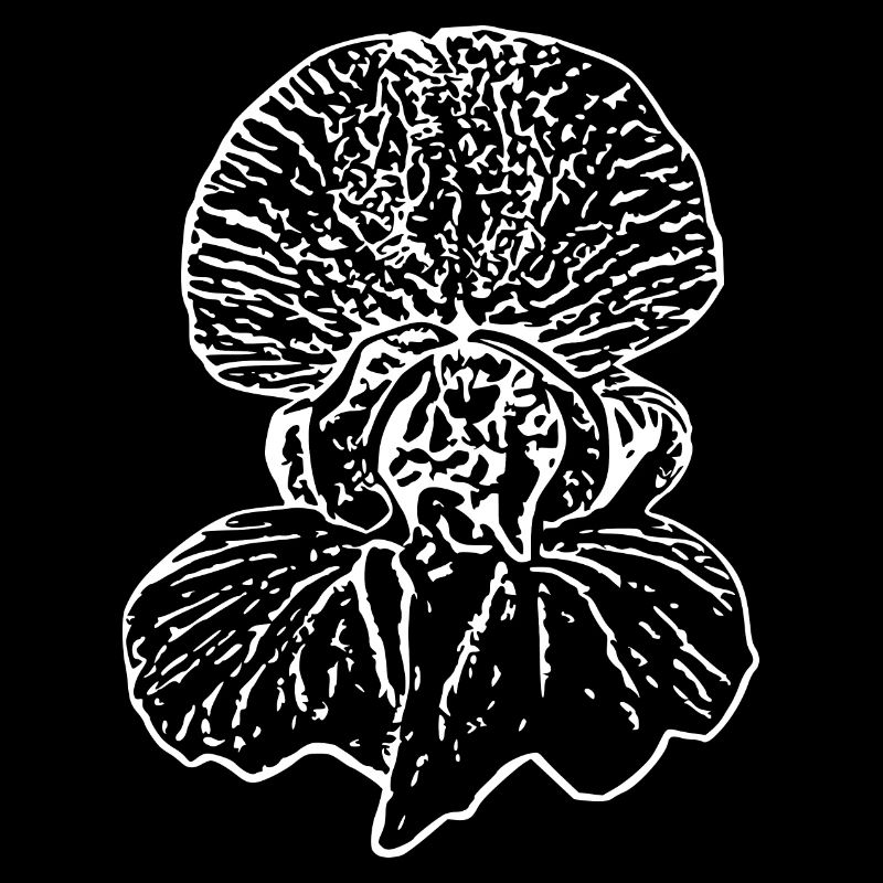 Fleur, Blanc, Fleurs, Fleur Blanche, Orchidée