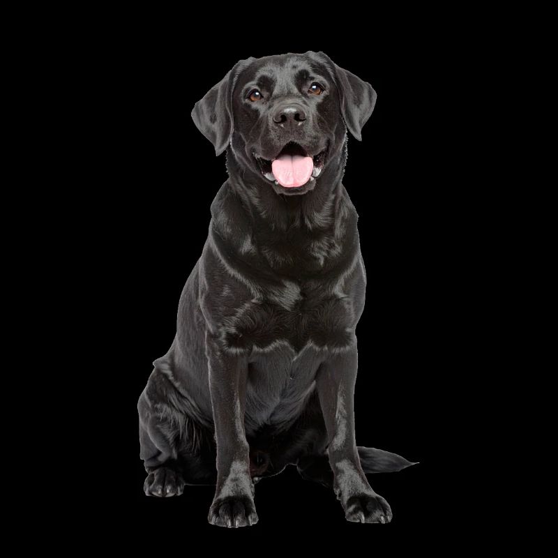 Black Labrador – Loyal, Lovable & Charming