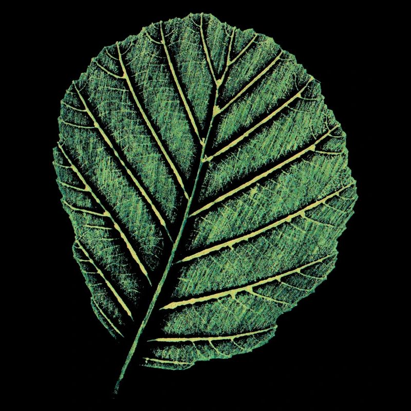 Feuille Erle / Impression d’art originale