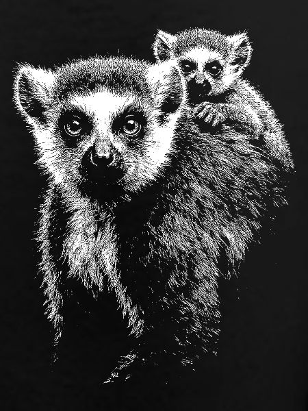 ring-tailed lemur
