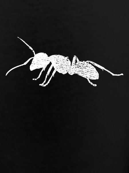 Ant