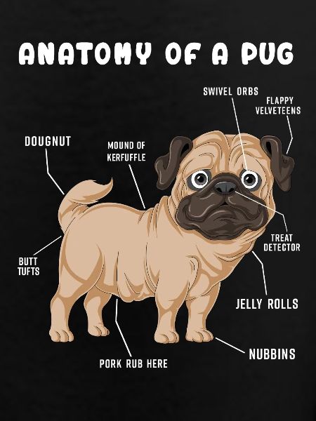 Mops-Anatomie