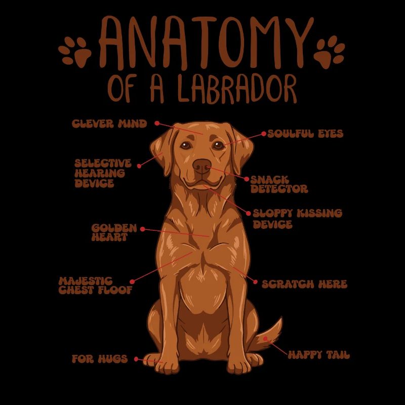 Anatomie eines Fox Red Labradors
