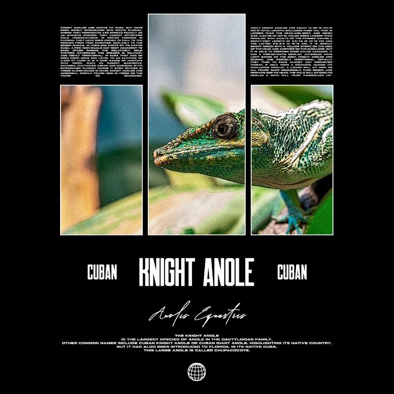 Cuban Knight Anole Lizard Owner Reptile Keeper