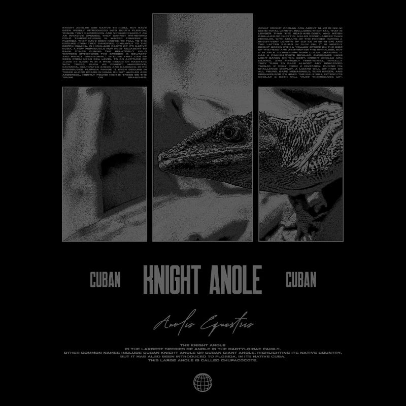 Cuban Knight Anole Lizard Owner Reptile Keeper