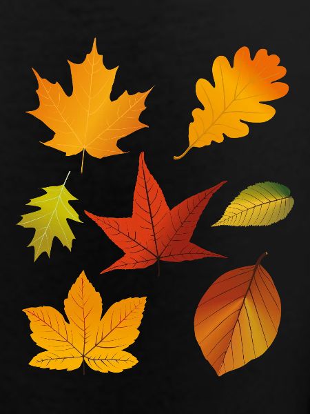 Autumn Fall Leaves