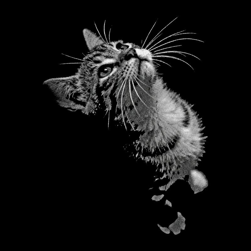 Regard de chat ronronnant en niveaux de gris