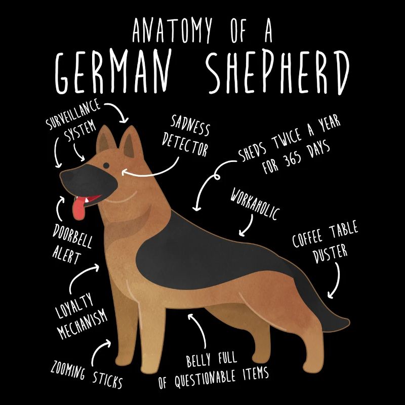 Anatomie des Deutschen Schäferhundes