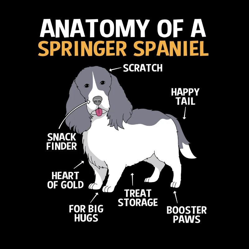 Springer Spaniel