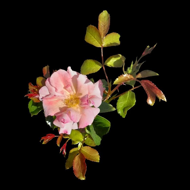 Fleur de rose rose délicate