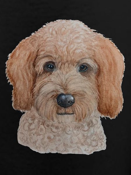Labradoodle