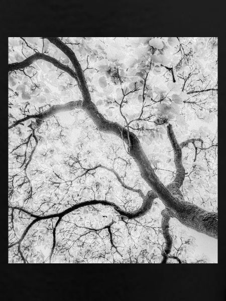 Monochrome Tree Branches Graphic