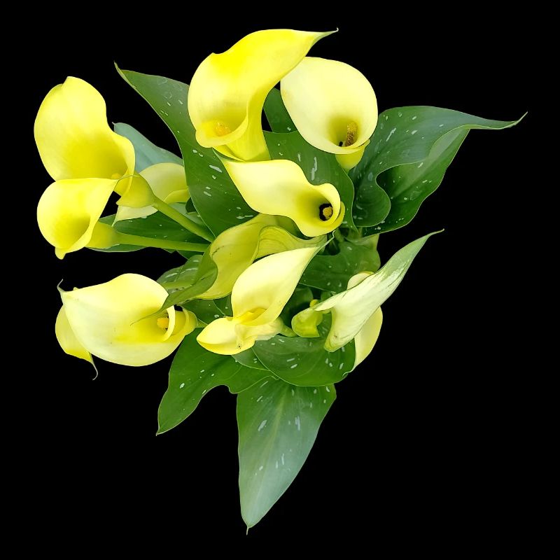 Fleurs de calla jaunes délicates