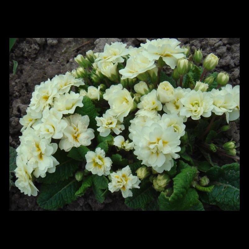 White filled scented primroses in spring