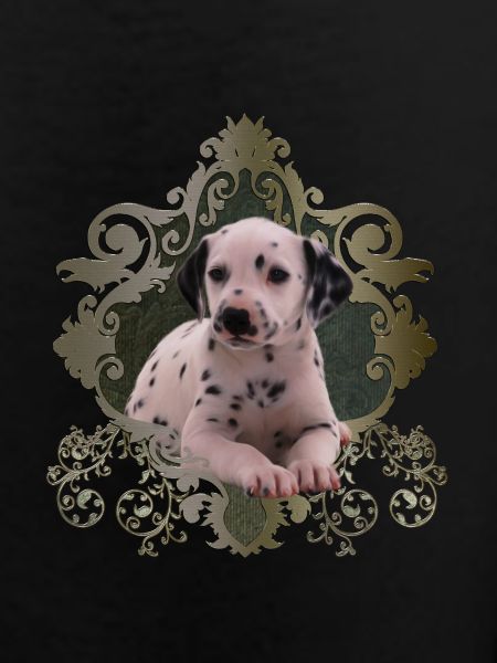 Dalmatien mignon
