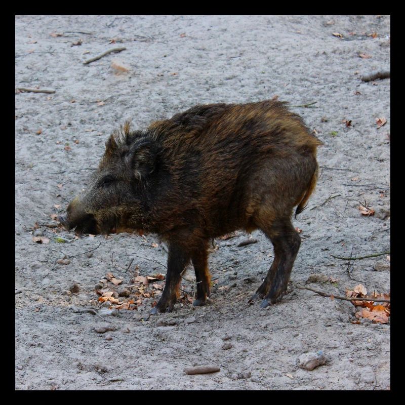 Wild boar hunter ranger hunt forest gift