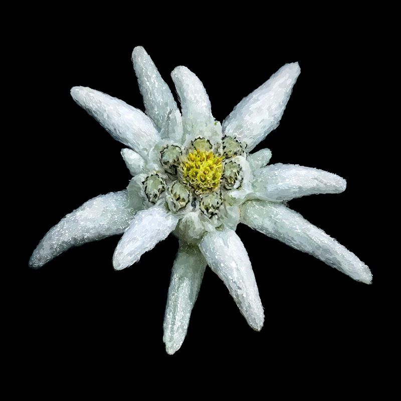 Alpine Edelweiss