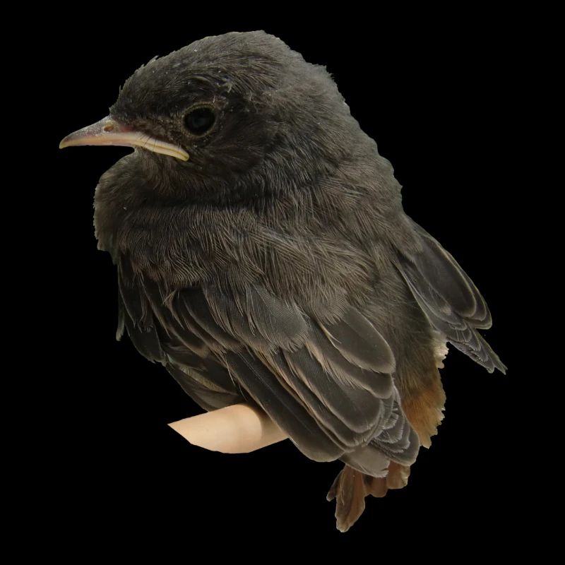 Maison redstart branche