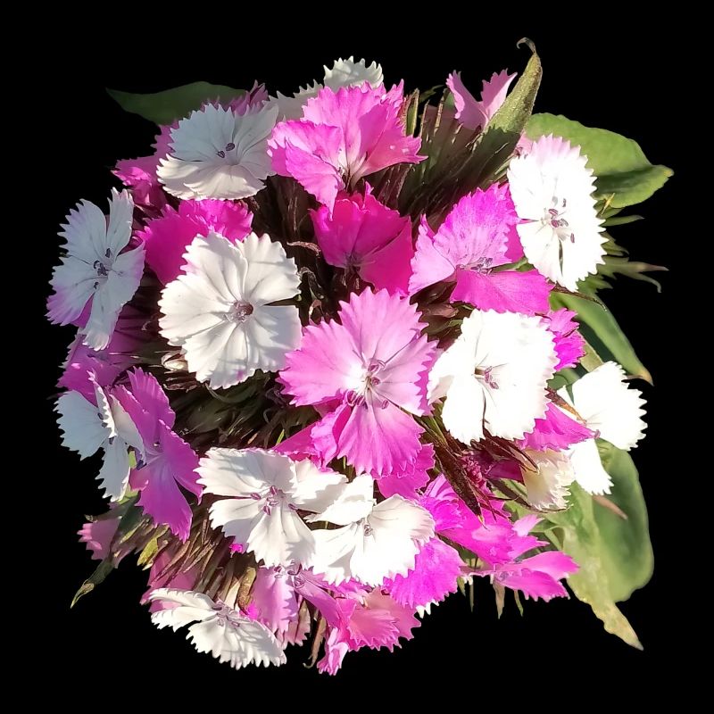 Bouquet d’œillets