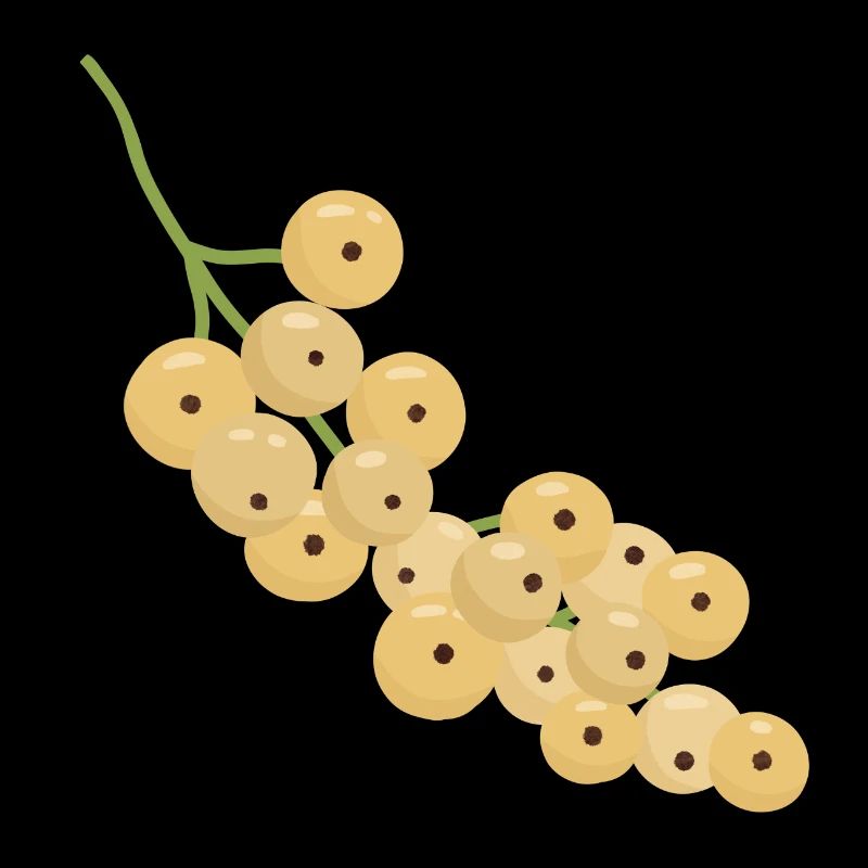 White Currant Bunch Illustration