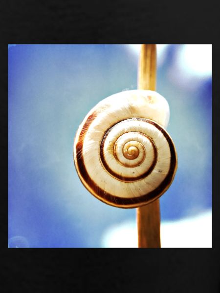 Snail-shell