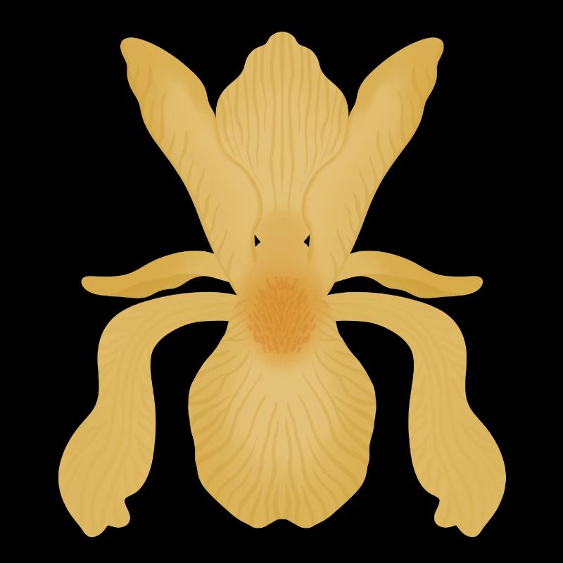 Floraison d’Iris doré