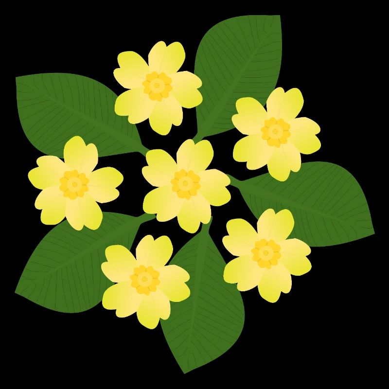 Février, Fleurs de naissance, primevères d’anniversaire, fleur d’anniversaire