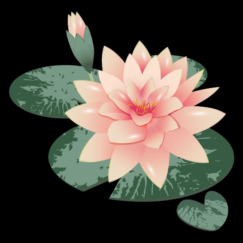 Fleur de nénuphars avec bourgeon dans l’étang de nénuphars