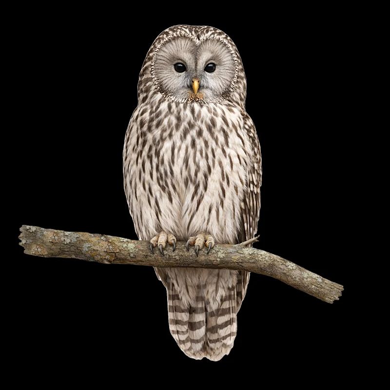 Ural owl on a branch