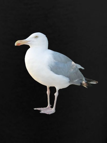 Gull