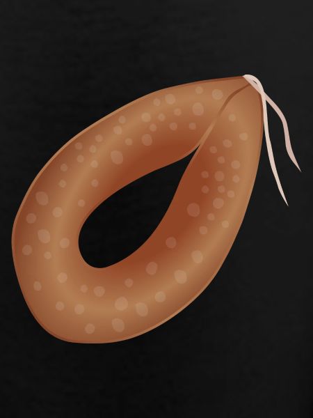 Ringwurst